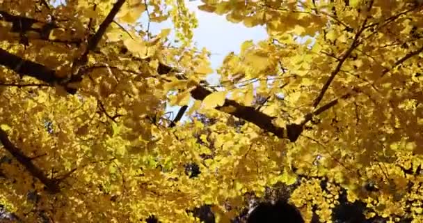 Ноября 2023 Года Национальный Сад Синдзю Япония — стоковое видео