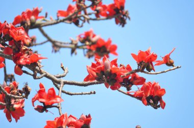 Çiçekleri kırmızı ipek pamuk ağacı