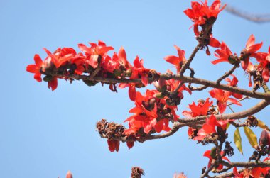 Çiçekleri kırmızı ipek pamuk ağacı