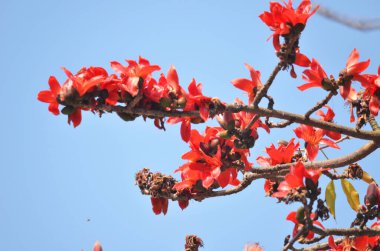 Çiçekleri kırmızı ipek pamuk ağacı