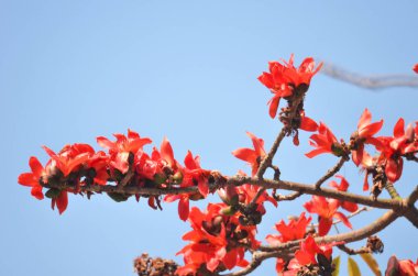 Kırmızı İpek Pamuk çiçeği