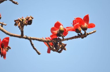 Çiçekleri kırmızı ipek pamuk ağacı