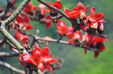 Çiçeği kırmızı ipek pamuk ağacı