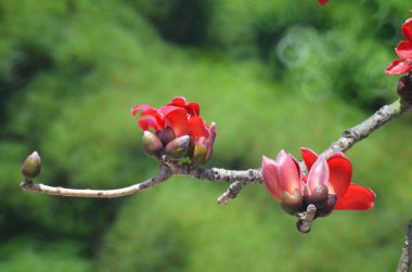 Çiçeği kırmızı ipek pamuk ağacı