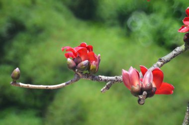 Çiçeği kırmızı ipek pamuk ağacı