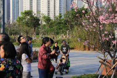 Sakura 'nın çiçekleri, bahar mevsimi, Doğa Konsepti 28 Mart 2015