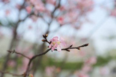 Sakura çiçekleri, bahar mevsimi, Doğa Konsepti.