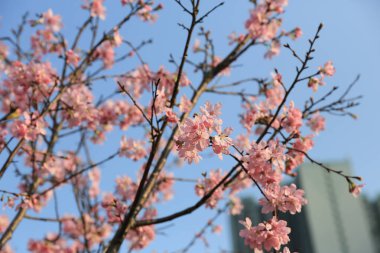 Sakura çiçekleri, bahar mevsimi, Doğa Konsepti.