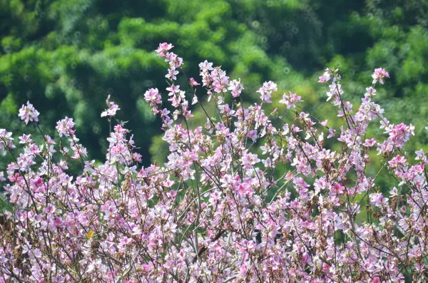 Bauhinia purpurea ağacı çiçek açıyor. 
