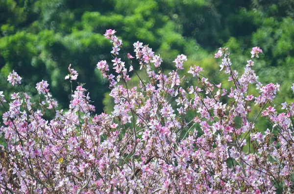 Bauhinia purpurea ağacı çiçek açıyor. 