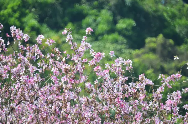 Bauhinia purpurea ağacı çiçek açıyor. 
