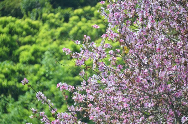 Bauhinia purpurea ağacı çiçek açıyor. 