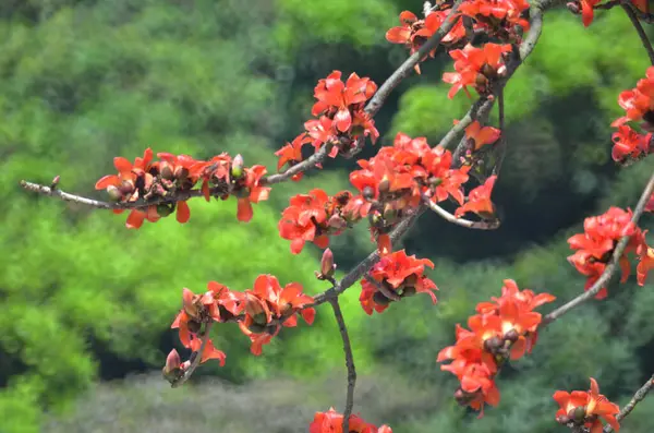 Blossom of the Red Silk Cotton Tree