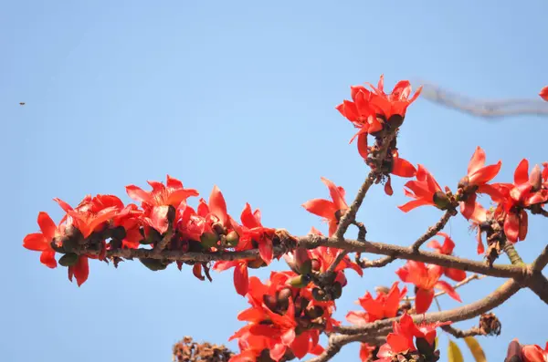 Blossoms of the Red Silk Cotton Tree
