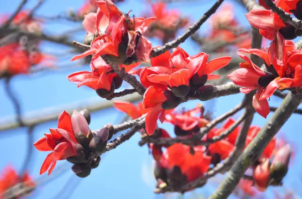 Çiçekleri kırmızı ipek pamuk ağacı