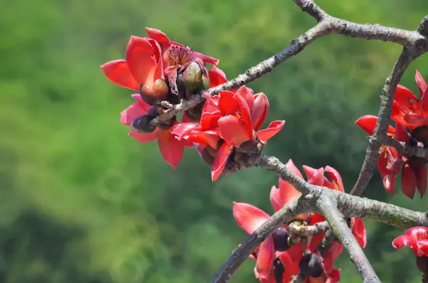 Çiçekleri kırmızı ipek pamuk ağacı