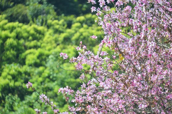 Bauhinia purpurea ağacı çiçek açıyor. 