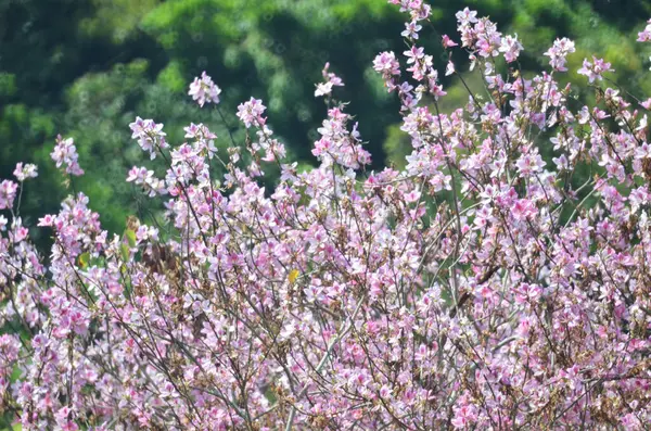Bauhinia purpurea ağacı çiçek açıyor. 