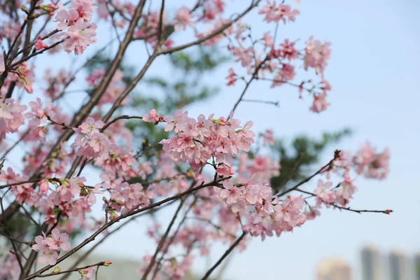 Hong Kong 'da güzel bir kiraz çiçeği.