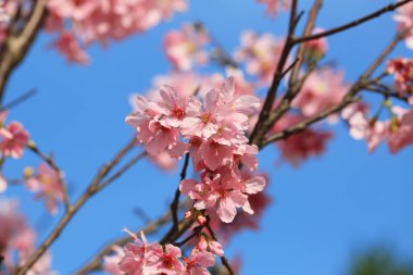 Mavi bahar gökyüzünün altında kiraz çiçekleri açar..