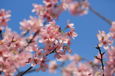 Mavi bahar gökyüzünün altında kiraz çiçekleri açar..