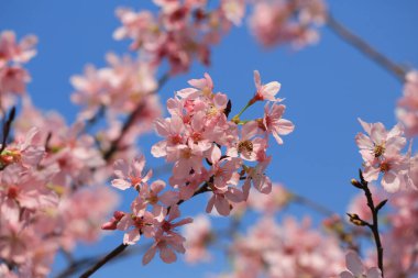 Mavi bahar gökyüzünün altında kiraz çiçekleri açar..