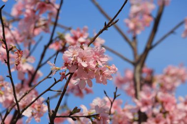 Mavi bahar gökyüzünün altında kiraz çiçekleri açar..