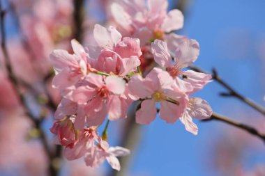 Mavi bahar gökyüzünün altında kiraz çiçekleri açar..