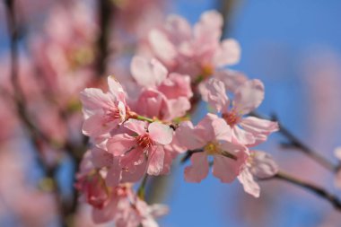 Mavi bahar gökyüzünün altında kiraz çiçekleri açar..