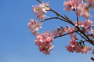 Mavi bahar gökyüzünün altında kiraz çiçekleri açar..