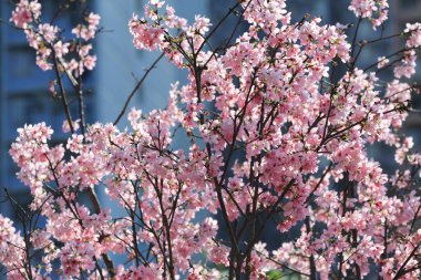 Mavi bahar gökyüzünün altında kiraz çiçekleri açar..