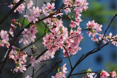 Kiraz çiçekleri ışıklar ve bokeh