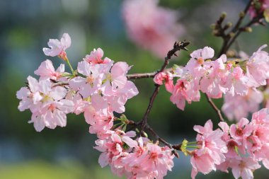 Kiraz çiçekleri ışıklar ve bokeh