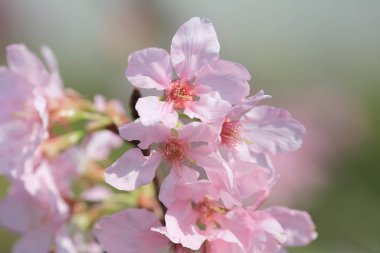 Kiraz çiçekleri ışıklar ve bokeh