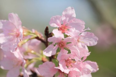 Kiraz çiçekleri ışıklar ve bokeh