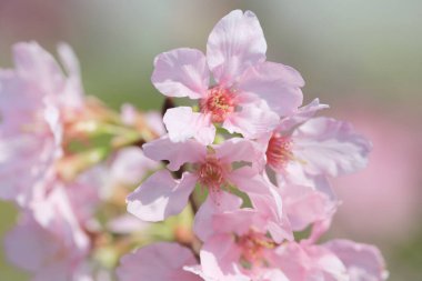 Kiraz çiçekleri ışıklar ve bokeh