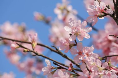 Mavi bahar gökyüzünün altında kiraz çiçekleri açar..