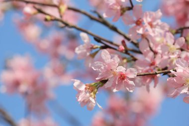 Mavi bahar gökyüzünün altında kiraz çiçekleri açar..