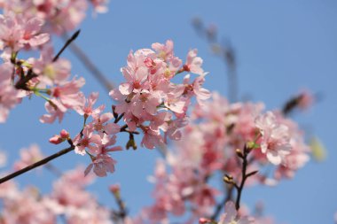 Mavi bahar gökyüzünün altında kiraz çiçekleri açar..