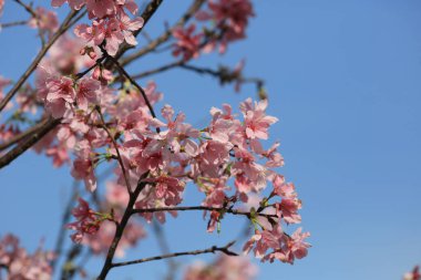 Mavi bahar gökyüzünün altında kiraz çiçekleri açar..