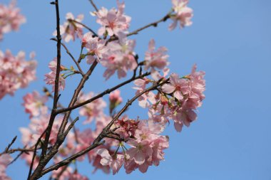 Mavi bahar gökyüzünün altında kiraz çiçekleri açar..