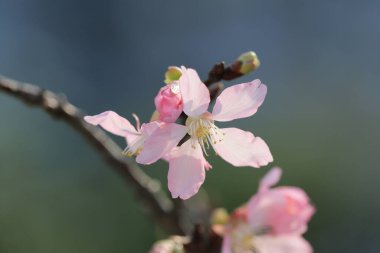 Kiraz çiçekleri ışıklar ve bokeh