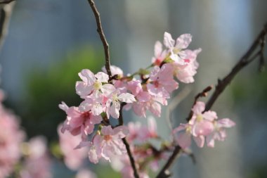 Kiraz çiçekleri ışıklar ve bokeh