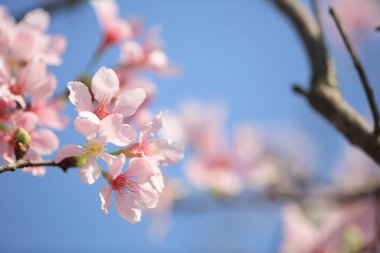 Mavi bahar gökyüzünün altında kiraz çiçekleri açar..