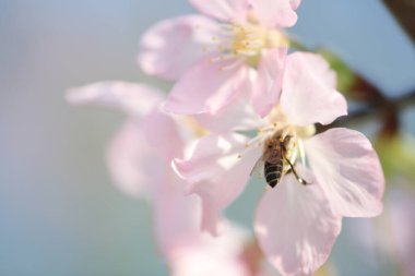 Mavi bahar gökyüzünün altında kiraz çiçekleri açar..