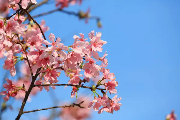 Mavi bahar gökyüzünün altında kiraz çiçekleri açar..