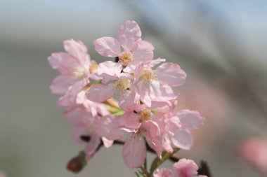 Kiraz çiçek açması ağaçlar çerçeveleme güzel mavi gökyüzü