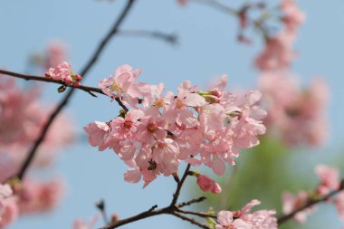 Kiraz çiçek açması ağaçlar çerçeveleme güzel mavi gökyüzü