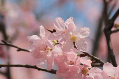 Kiraz çiçek açması ağaçlar çerçeveleme güzel mavi gökyüzü