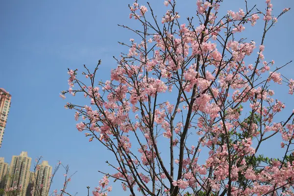 Kiraz çiçek açması ağaçlar çerçeveleme güzel mavi gökyüzü